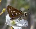 Pahaska Skipper - Hodges#4025 - photo 2
