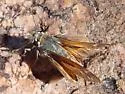 Pahaska Skipper - Hodges#4025 - photo 3