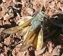 Pahaska Skipper - Hodges#4025 - photo 4