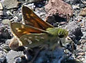Pahaska Skipper - Hodges#4025 - photo 5