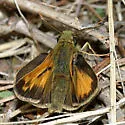 Indian Skipper - Hodges#4033 - photo 2