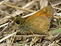 Indian Skipper - Hodges#4033 - photo 3