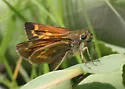 Indian Skipper - Hodges#4033 - photo 4