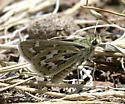 Uncas Skipper - Hodges#4018 - Hesperia uncas