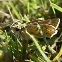 Uncas Skipper - Hodges#4018 - photo 2