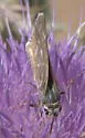 Uncas Skipper - Hodges#4018 - photo 3