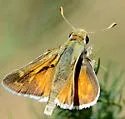 Uncas Skipper - Hodges#4018 - photo 4
