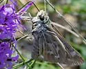 Uncas Skipper - Hodges#4018 - photo 5