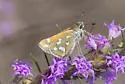 Green Skipper - Hodges#4028 - photo 2