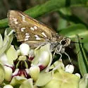 Green Skipper - Hodges#4028 - photo 3