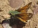 Green Skipper - Hodges#4028 - photo 4