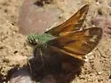 Green Skipper - Hodges#4028 - photo 5