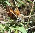 Apache Skipper - Hodges#4021