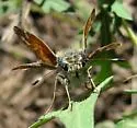Apache Skipper - Hodges#4021 - photo 2