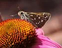 Apache Skipper - Hodges#4021 - photo 3