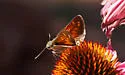 Apache Skipper - Hodges#4021 - photo 4