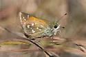 Apache Skipper - Hodges#4021 - photo 5