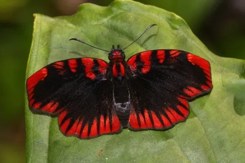 Skippers - Hesperiidae
