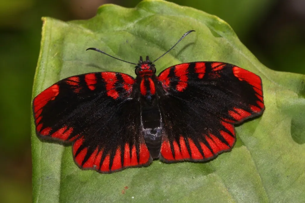Skippers - photo 3