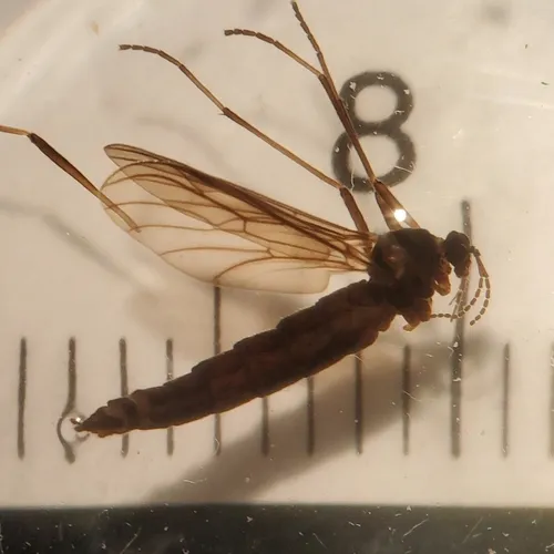 Hesperinidae - Hesperinidae