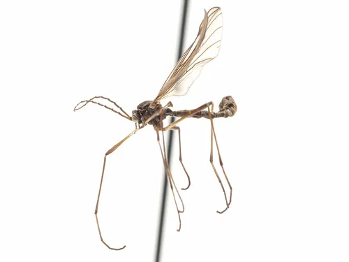 Hesperinus brevifrons - photo 3
