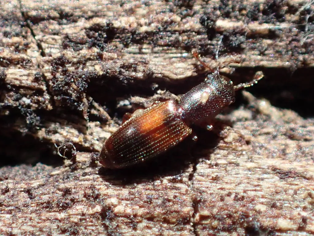 Hesperobaenus abbreviatus - photo 2