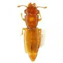 Hesperobaenus constricticollis