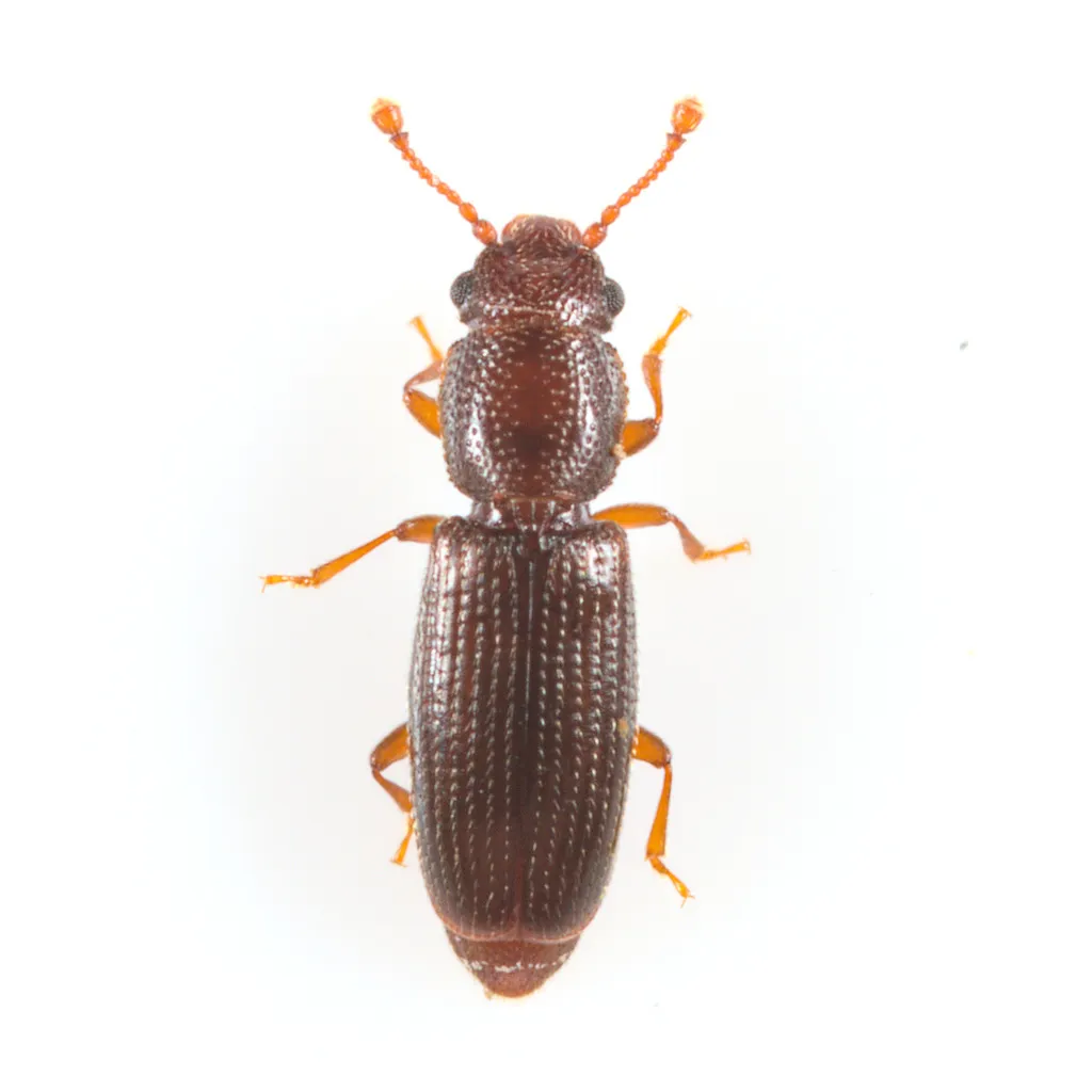 Hesperobaenus rufipes