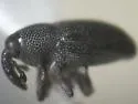 Hesperobaris suavis - photo 2