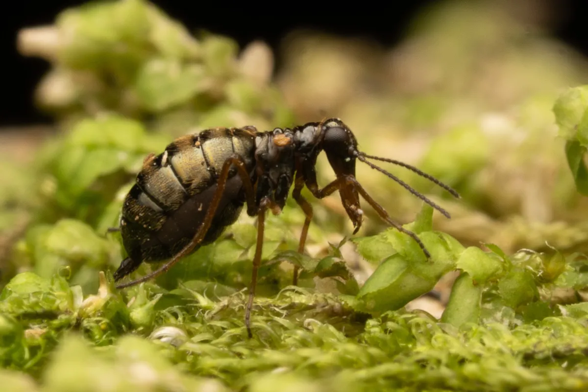 Hesperoboreus brevicaudus