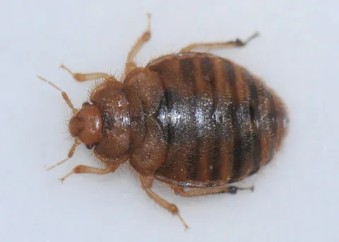 Colorado Bed Bug