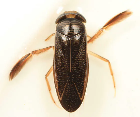 Hesperocorixa atopodonta - photo 2