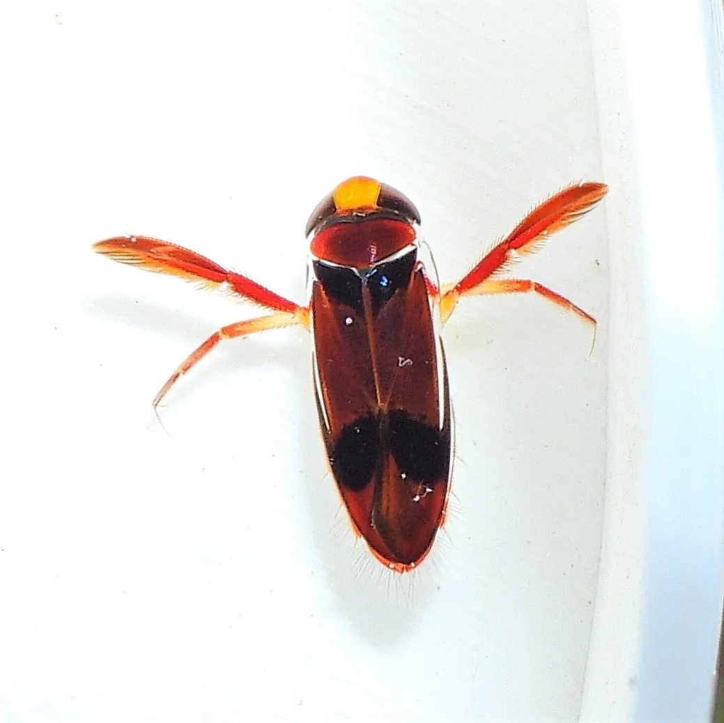 Hesperocorixa brimleyi