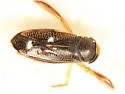 Hesperocorixa interrupta