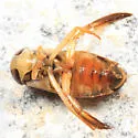Hesperocorixa interrupta - photo 2
