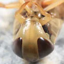 Hesperocorixa interrupta - photo 3
