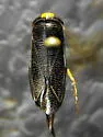 Hesperocorixa interrupta - photo 4