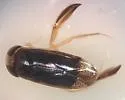 Hesperocorixa interrupta - photo 5