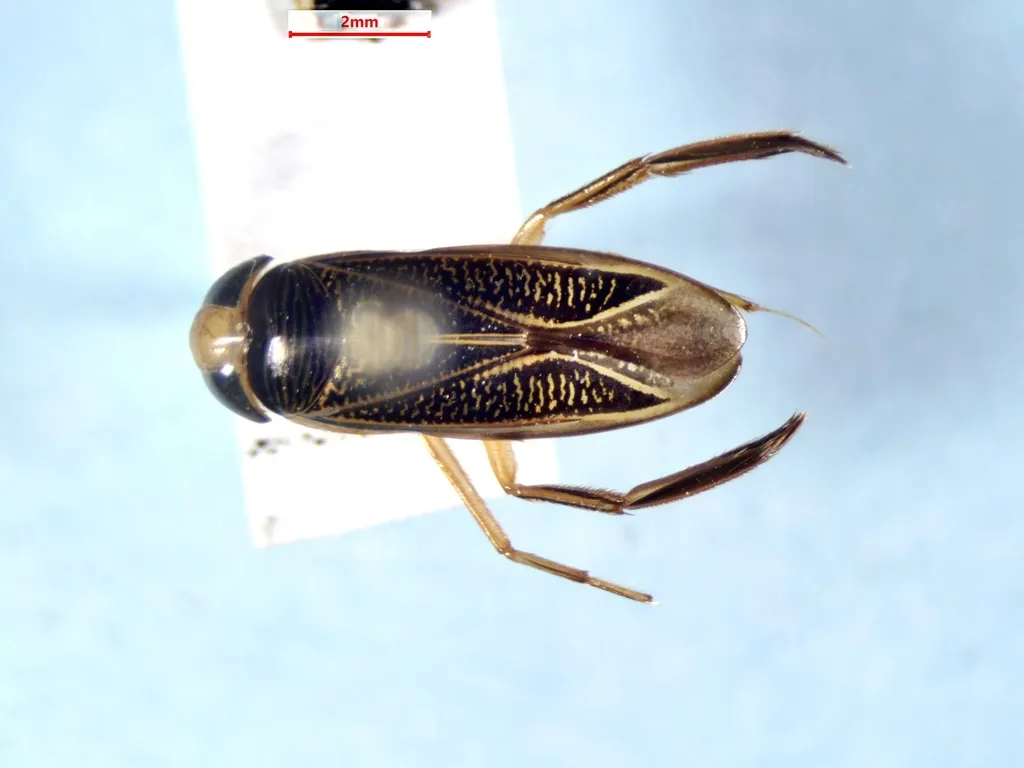 Hesperocorixa kennicottii - photo 2