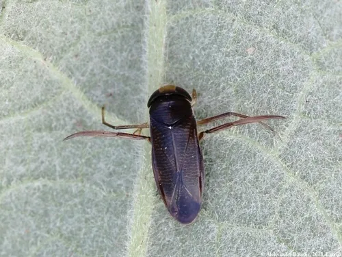 Hesperocorixa linnaei