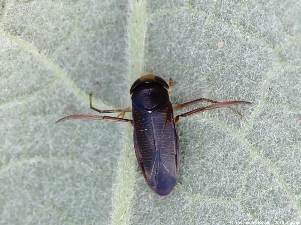 Hesperocorixa linnaei - photo 2