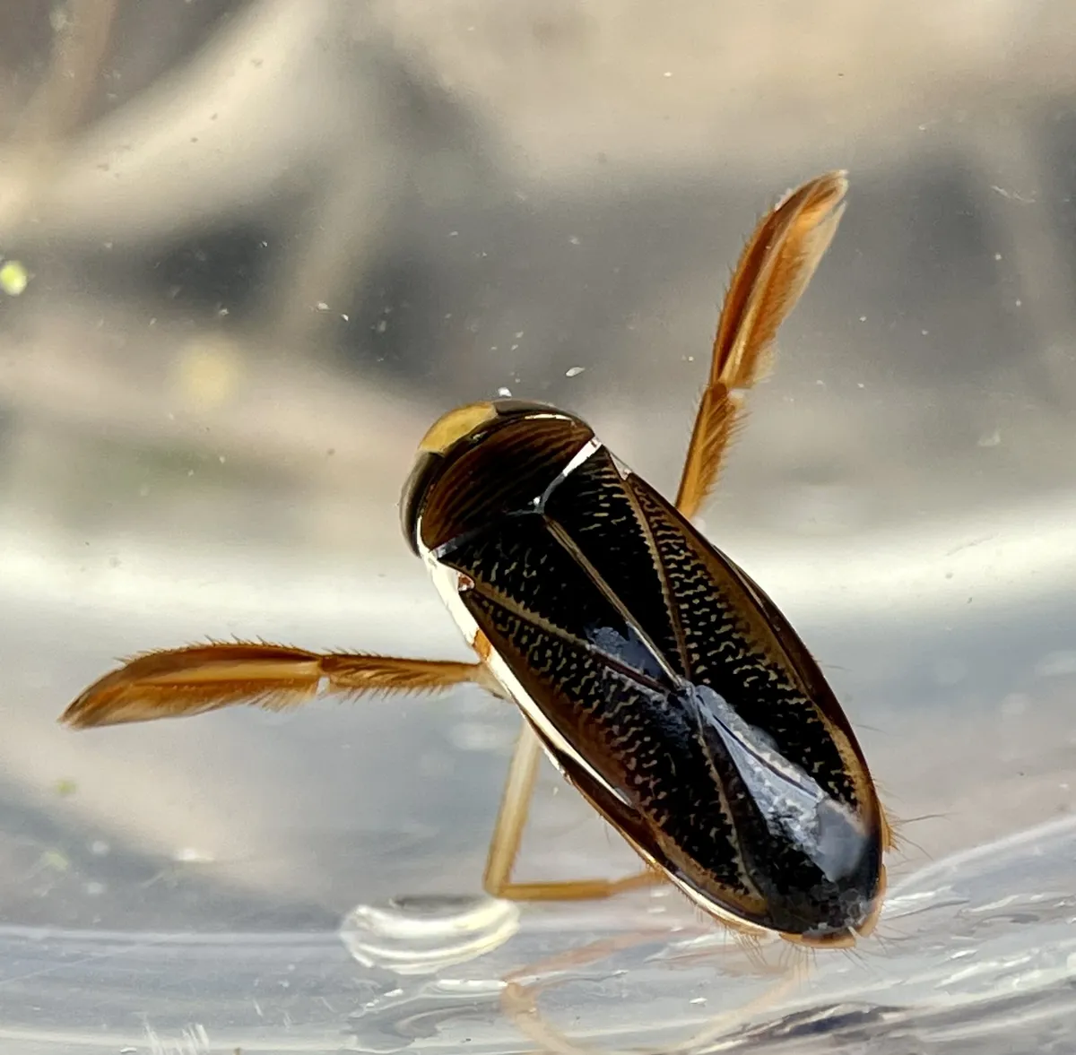 Hesperocorixa lucida - photo 2