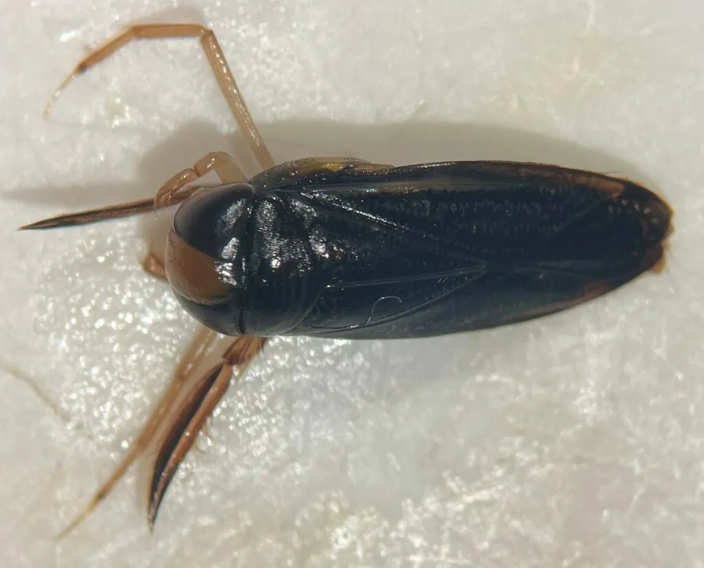 Hesperocorixa michiganensis - photo 2