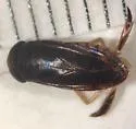 Hesperocorixa minor
