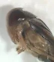 Hesperocorixa minor - photo 2