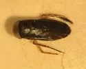 Hesperocorixa minorella