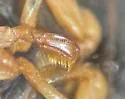 Hesperocorixa minorella - photo 3