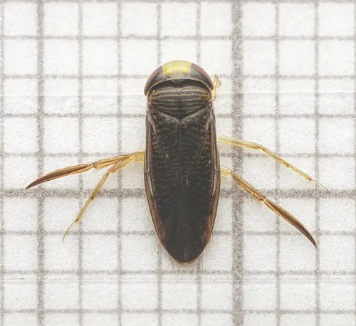 Hesperocorixa moesta