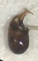 Hesperocorixa nitida - photo 4
