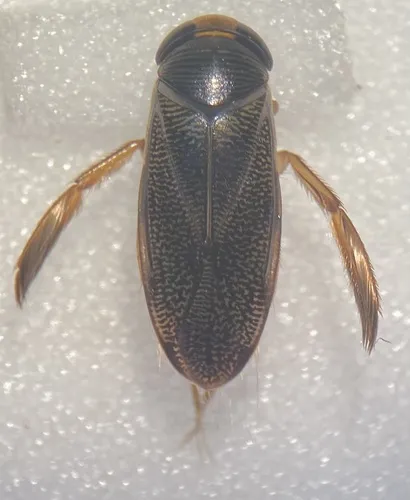 Hesperocorixa obliqua